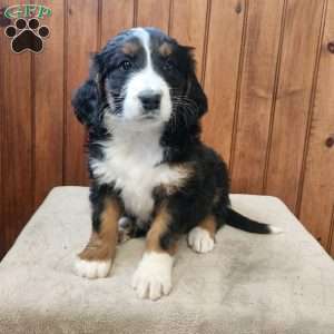 Maggie, Bernedoodle Puppy